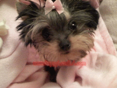 teacup yorkie